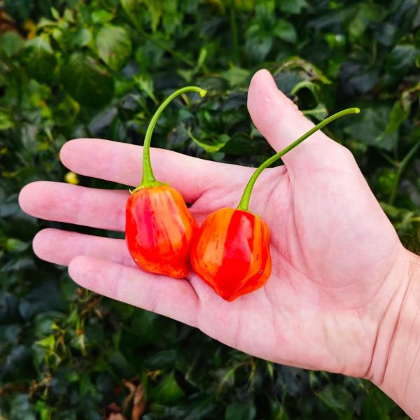 IMG_20251120_1643542_5_11zon-1536x1536