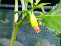 Chocolate Bhut Jolokia