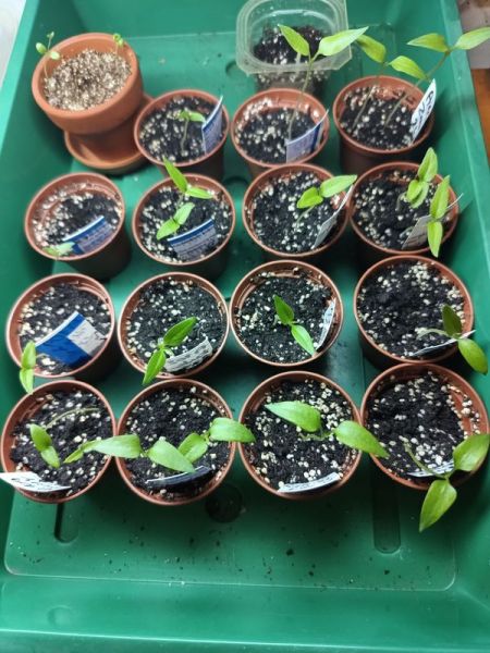 IMG_20260209_194627479