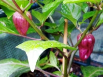 Purple Bhut Jolokia