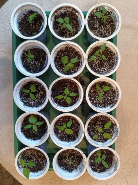 IMG_20260222_151355948