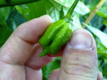 Trinidad Scorpion Butch T-4