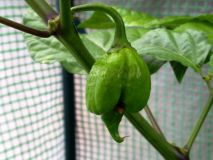 Trinidad Scorpion Butch T-3