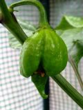 Trinidad Scorpion Butch T-2