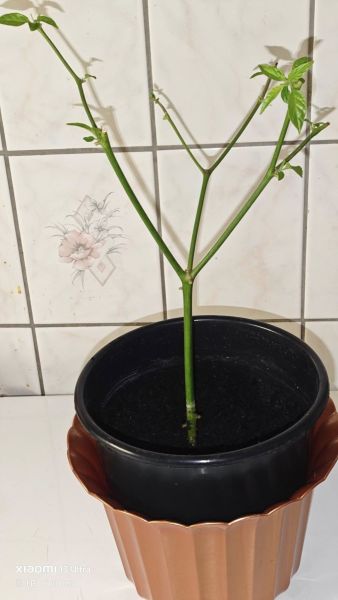 649823407_34190890627226259_8280816795644610629_n