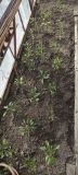 IMG_20260526_164140