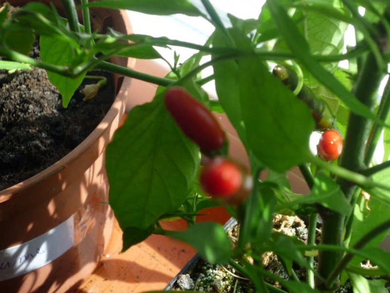 Chilli 2