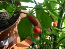 Chilli 2