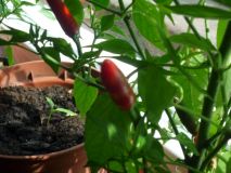 Chilli 4