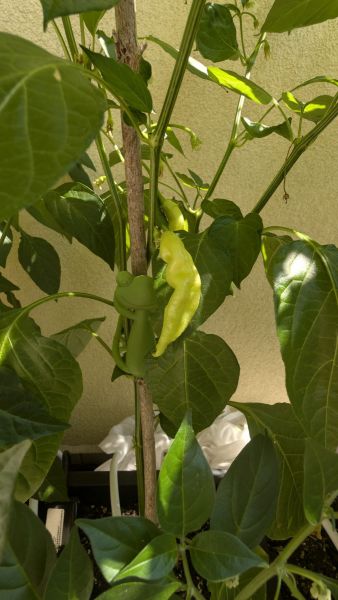 PXL_20260626_134115156
