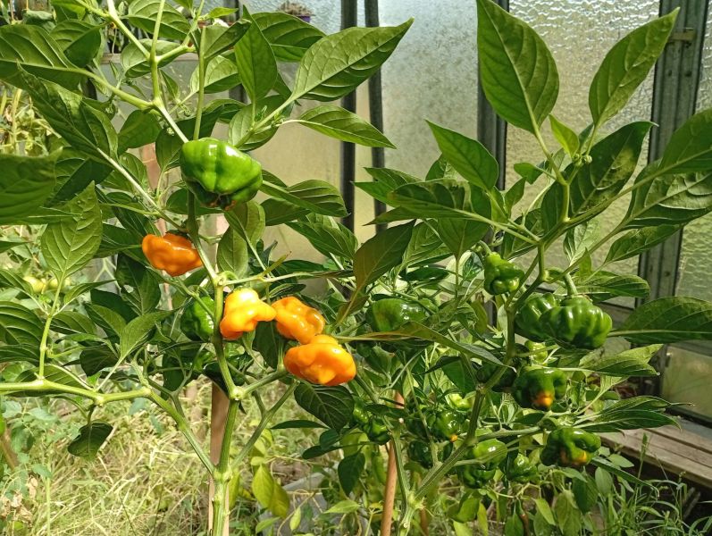 AJI FANTASY
