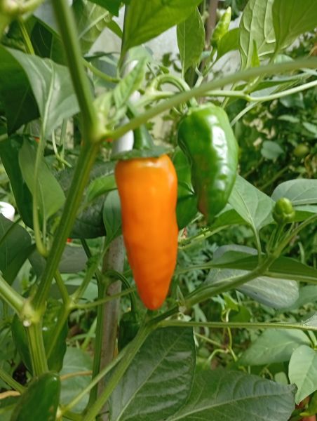 BULGAR CARROT