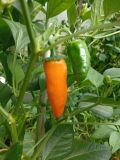 BULGAR CARROT