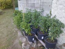IMG_20260726_074603
