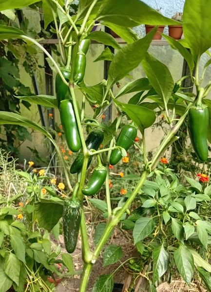 FARMERS  JALAPENO