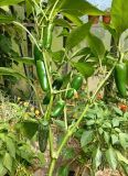 FARMERS  JALAPENO