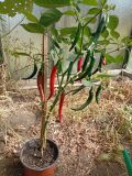 CAYENNE RED  SLIM