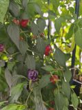 IMG_20260826_131915
