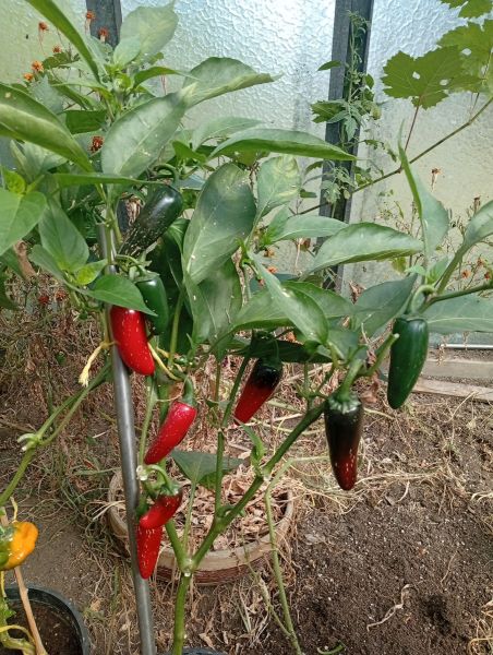 JALAPENO