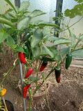 JALAPENO