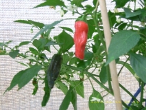 Chilli 1