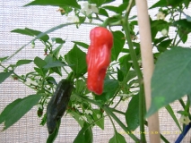 Chilli 2