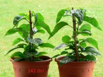 naga morich 142 dni