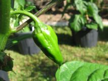 habanero