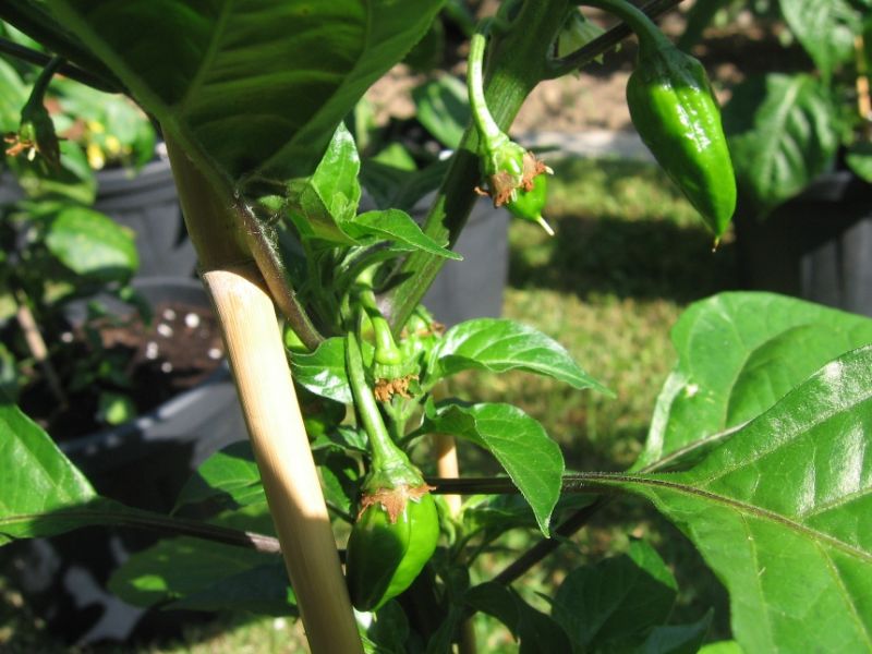 habanero (2)