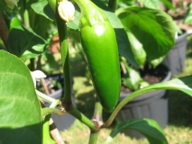 jalapeno