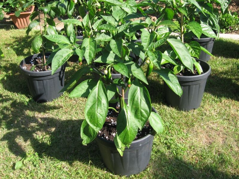 jalapeno (3)