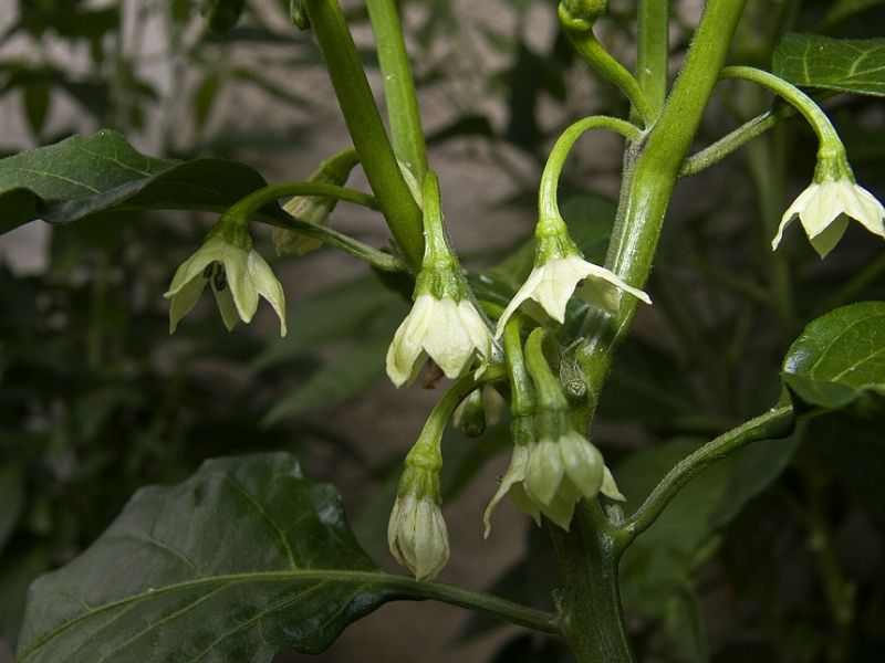 Fatalii Red