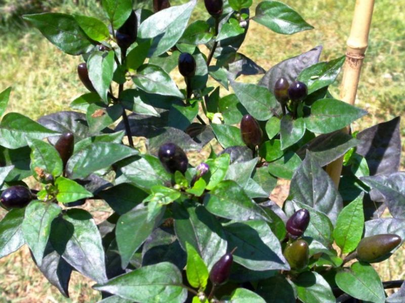 Black Cuban 2