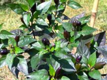 Black Cuban 2