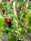 Habanero Tasmanian Red 6