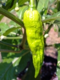 Bhut Jolokia Chocolate 2