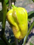 Bhut Jolokia Purple 5