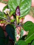 Bhut Jolokia Purple 4