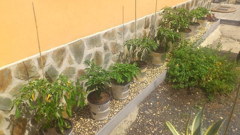 garden s