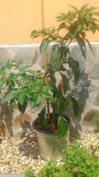 morich plant s