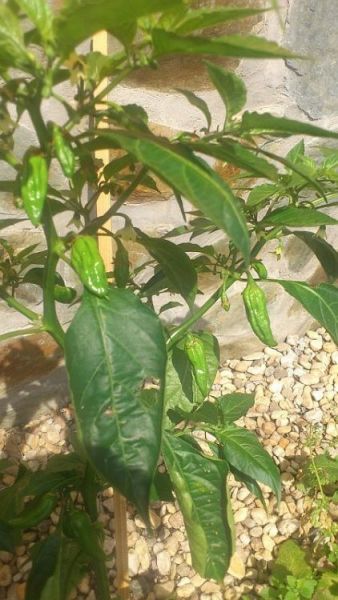 morich fruits s