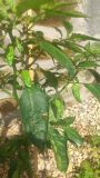 morich fruits s
