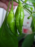 Naga Morich