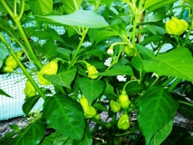 White Bhut Jolokia-možná.j