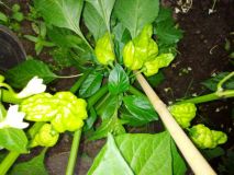 Naga Morich