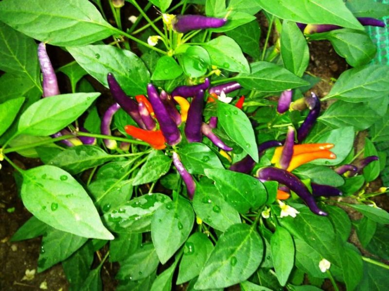 Masquerade Ornamental Pepper