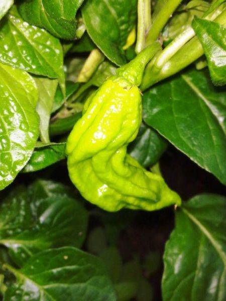 Chocolate Bhut Jolokia