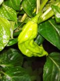 Chocolate Bhut Jolokia