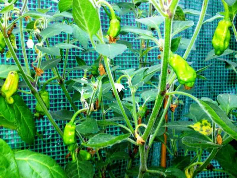 Chile de Onza