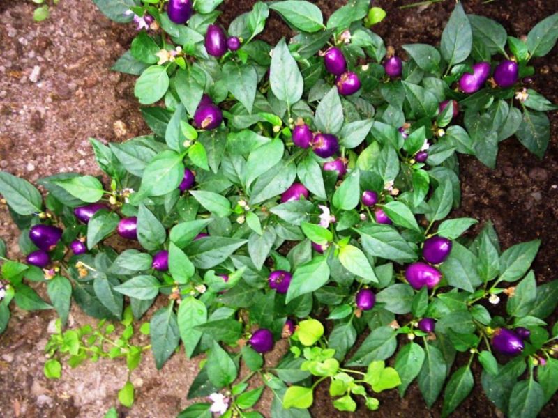 Filius Blue